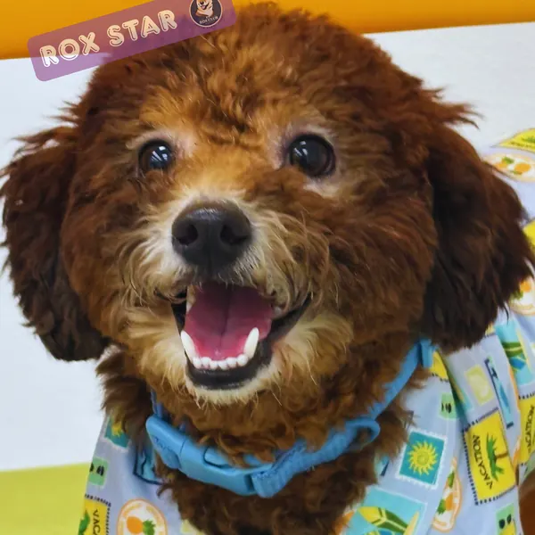 Rox Star: red Poodle mix in a tropical shirt at K9 Rox Club